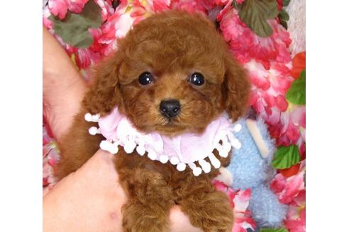 成約済の茨城県のトイプードル-42139の4枚目