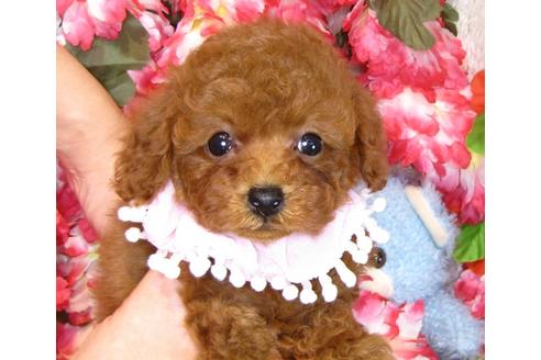 成約済の茨城県のトイプードル-42139の5枚目