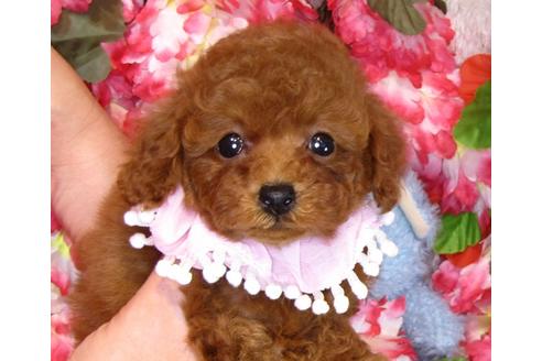 成約済の茨城県のトイプードル-42139の1枚目