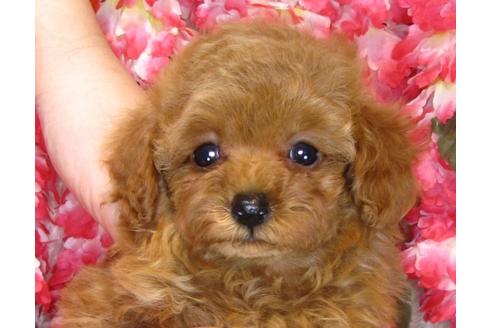 成約済の茨城県のトイプードル-42140の5枚目