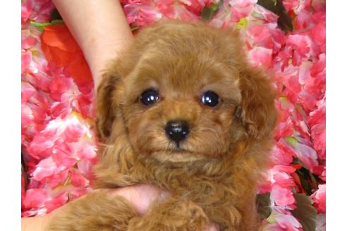 成約済の茨城県のトイプードル-42140の2枚目