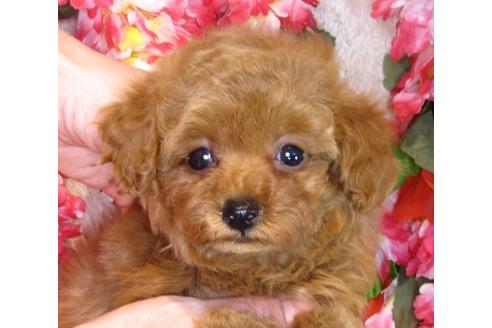 成約済の茨城県のトイプードル-42140の3枚目