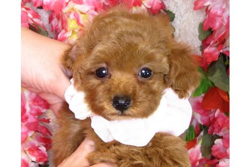 成約済の茨城県のトイプードル-42140の4枚目