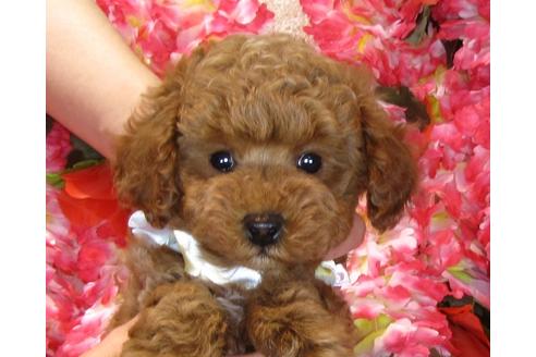 成約済の茨城県のトイプードル-42141の4枚目