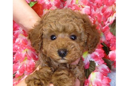 成約済の茨城県のトイプードル-42141の1枚目