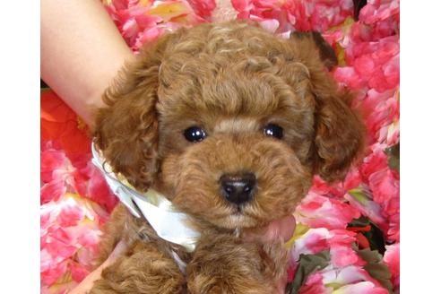 成約済の茨城県のトイプードル-42141の2枚目