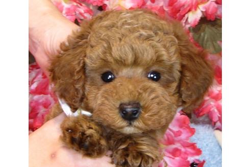 成約済の茨城県のトイプードル-42141の3枚目