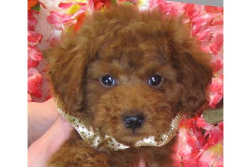 成約済の茨城県のトイプードル-42142の3枚目