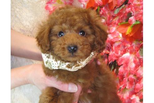 成約済の茨城県のトイプードル-42142の4枚目