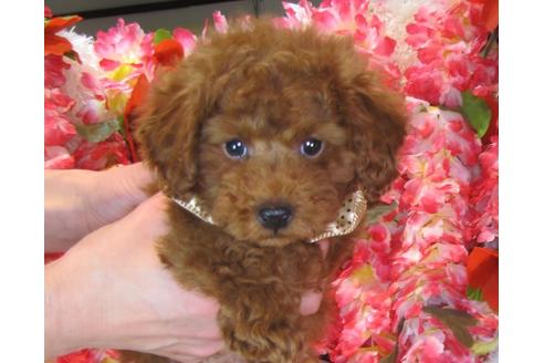 成約済の茨城県のトイプードル-42142の1枚目