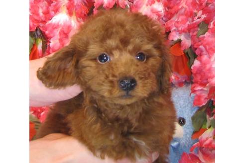 成約済の茨城県のトイプードル-42142の2枚目