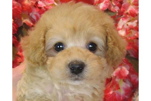 成約済の茨城県のトイプードル-42147の4枚目