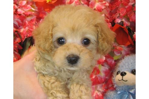 成約済の茨城県のトイプードル-42147の5枚目