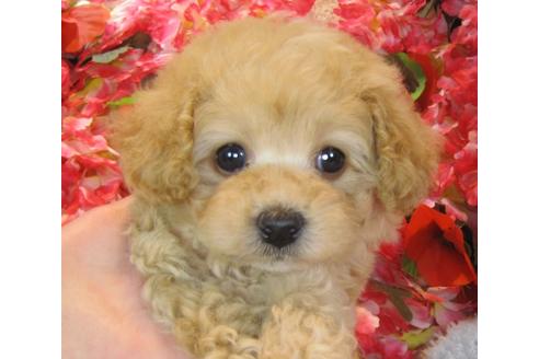 成約済の茨城県のトイプードル-42147の1枚目