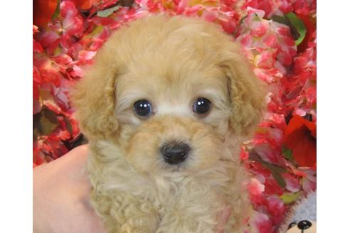 成約済の茨城県のトイプードル-42147の3枚目