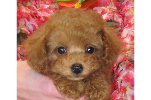 成約済の茨城県のトイプードル-42150の3枚目