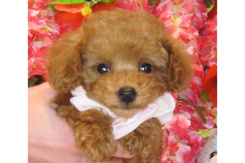 成約済の茨城県のトイプードル-42150の4枚目