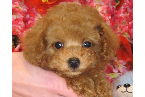 成約済の茨城県のトイプードル-42150の5枚目