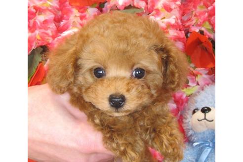 成約済の茨城県のトイプードル-42150の1枚目