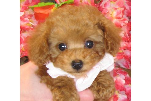 成約済の茨城県のトイプードル-42150の2枚目
