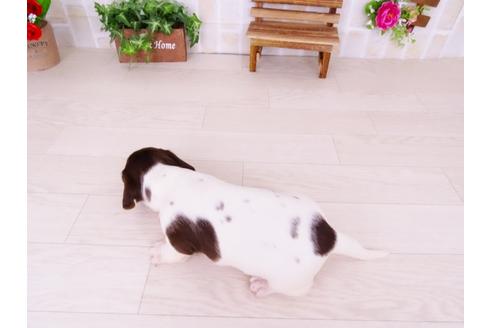成約済の愛知県のミニチュアダックスフンド-41344の3枚目