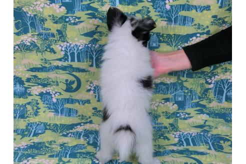 成約済の千葉県のパピヨン-41536の1枚目