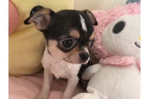 成約済の埼玉県のチワワ-42169の3枚目