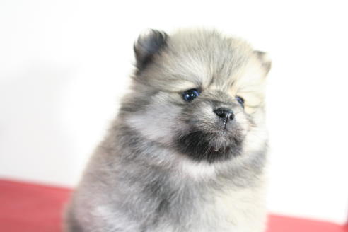 成約済の京都府のポメラニアン-42174の4枚目