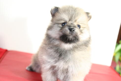 成約済の京都府のポメラニアン-42174の3枚目