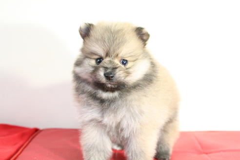 成約済の京都府のポメラニアン-42174の2枚目