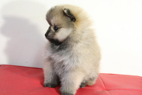 成約済の京都府のポメラニアン-42174の1枚目