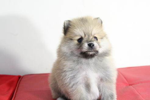 成約済の京都府のポメラニアン-42179の3枚目