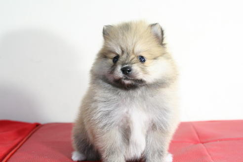 成約済の京都府のポメラニアン-42179の1枚目