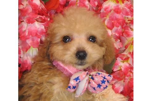 成約済の茨城県のトイプードル-42180の5枚目