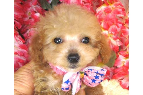 成約済の茨城県のトイプードル-42180の1枚目