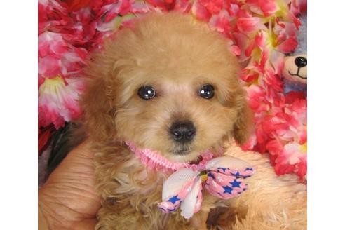 成約済の茨城県のトイプードル-42180の3枚目