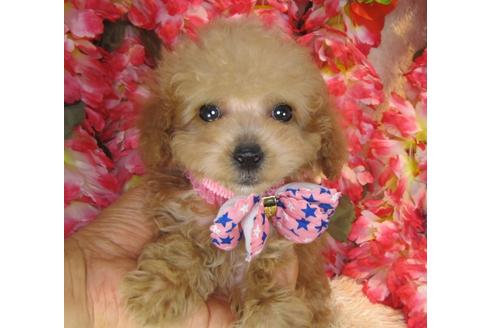 成約済の茨城県のトイプードル-42180の4枚目