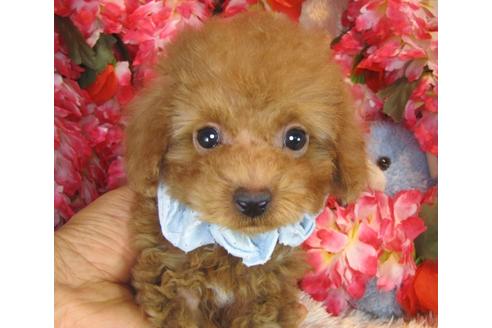 成約済の茨城県のトイプードル-42181の3枚目