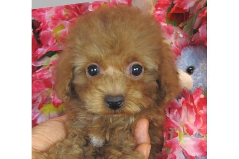 成約済の茨城県のトイプードル-42181の4枚目