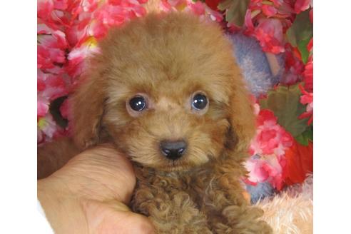 成約済の茨城県のトイプードル-42181の5枚目