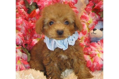 成約済の茨城県のトイプードル-42181の2枚目