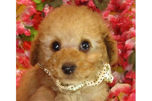 成約済の茨城県のトイプードル-42182の4枚目