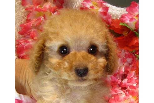 成約済の茨城県のトイプードル-42182の5枚目