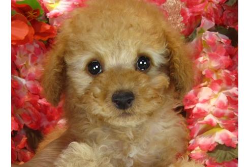 成約済の茨城県のトイプードル-42182の1枚目