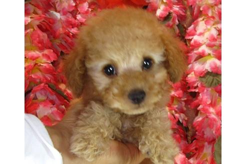 成約済の茨城県のトイプードル-42182の2枚目