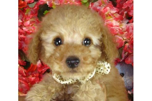 成約済の茨城県のトイプードル-42182の3枚目