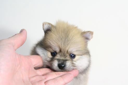 成約済の京都府のポメラニアン-42183の4枚目