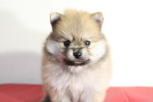 成約済の京都府のポメラニアン-42183の3枚目