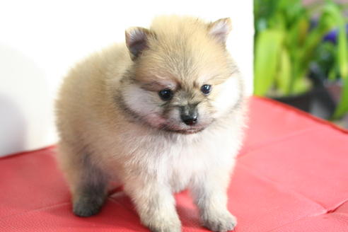 成約済の京都府のポメラニアン-42183の2枚目