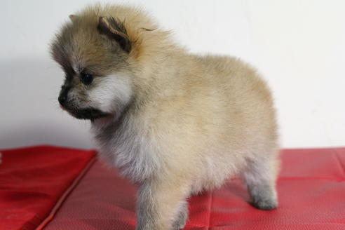 成約済の京都府のポメラニアン-42183の1枚目